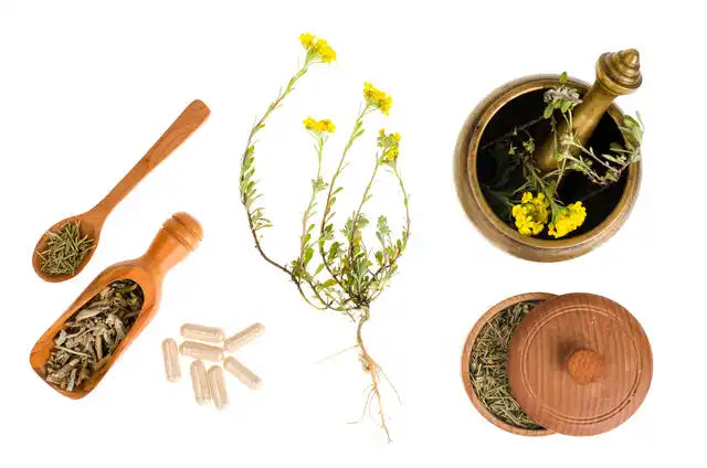 Herbal medicine supplies including dried herbs, capsules, mortar and pestle, and a fresh yellow flowering plant.