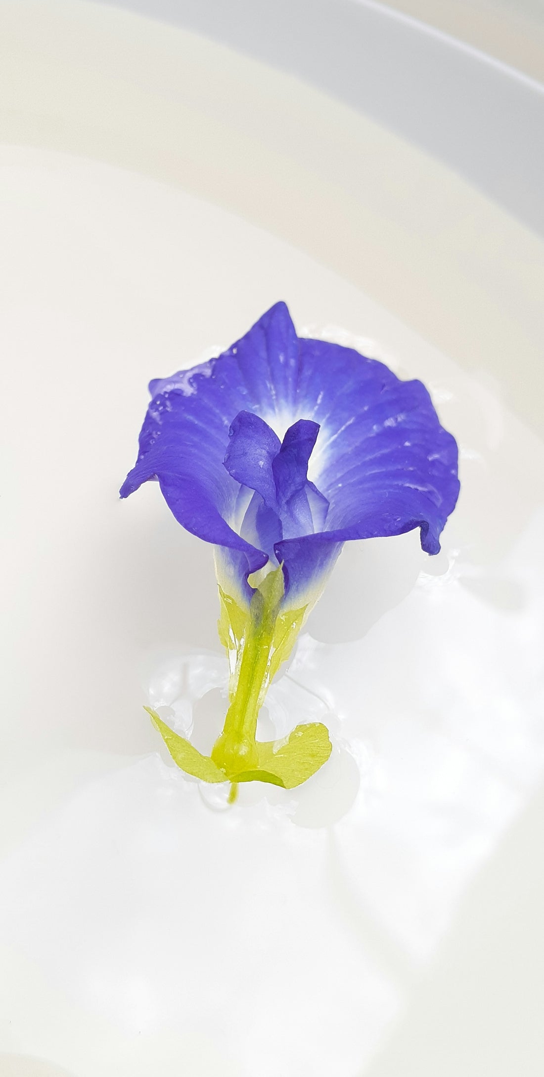 a blue flower sitting on top of a white table