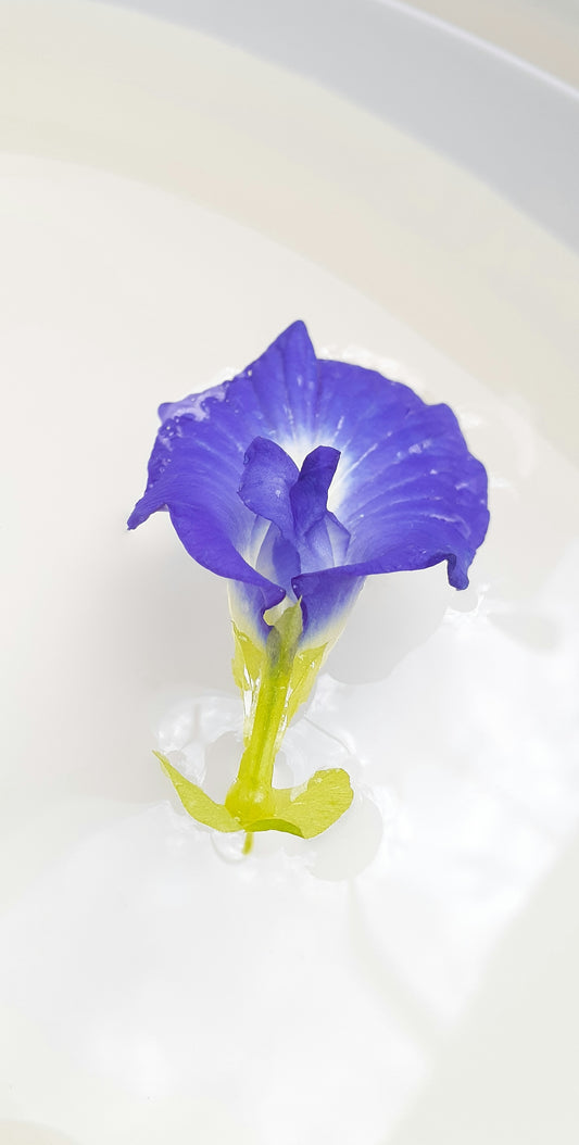 a blue flower sitting on top of a white table