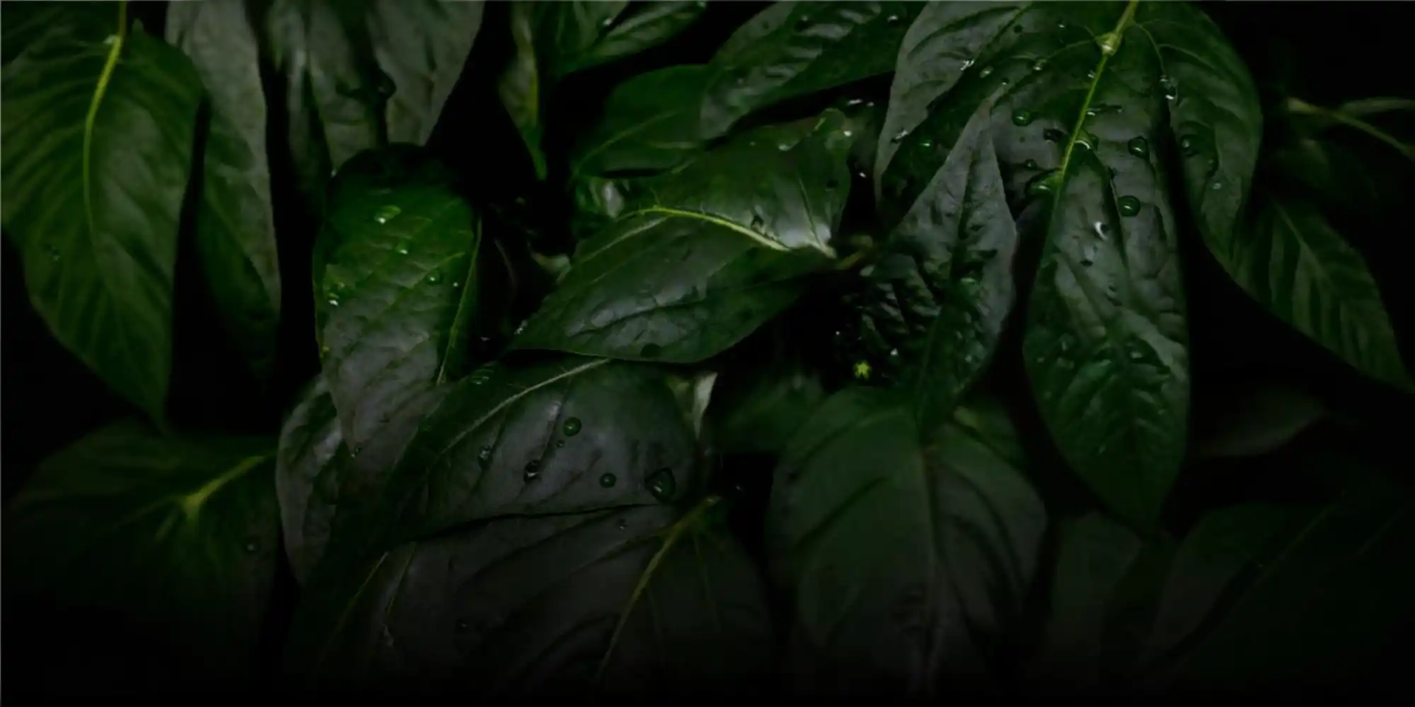 Dark green leaves with water droplets in low light conditions