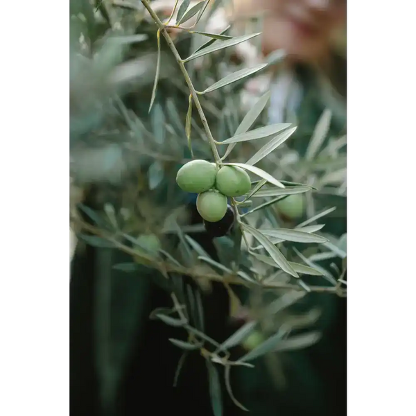 Green olives on a branch.