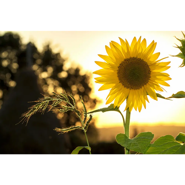 Sunshine Boost Liquid Supplement