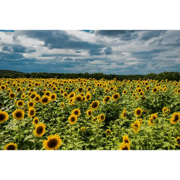 Vibrant sunflower field.